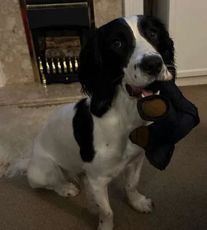 🔥LAST DAY SALE 49% OFF 🐶2025 New Unbreaka-Bear™ for Strong Chewers