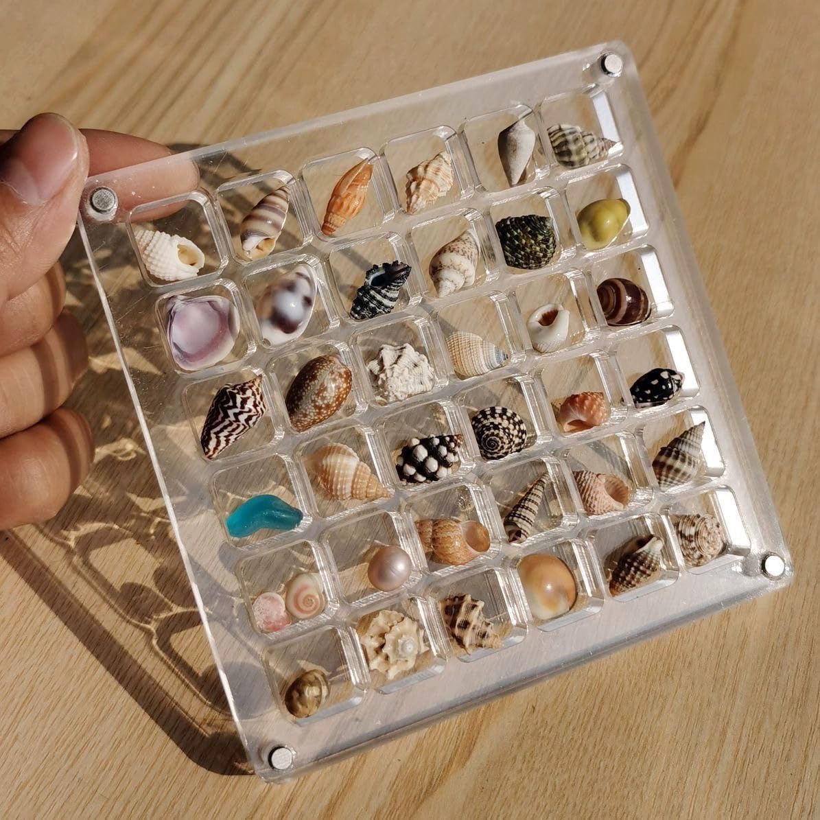 ❤️LAST DAY 70%OFF -Acrylic Magnetic Seashell Display Box