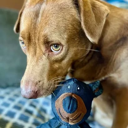 🔥LAST DAY SALE 49% OFF 🐶2025 New Unbreaka-Bear™ for Strong Chewers