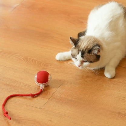 😻This Week's Special Offer 49% OFF - Automatic Interactive Pet Toys Ball