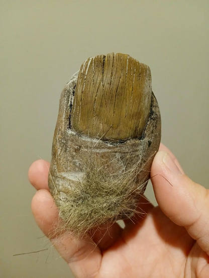 🦶Bigfoot Toe Sasquatch high quality hand sculpted prop