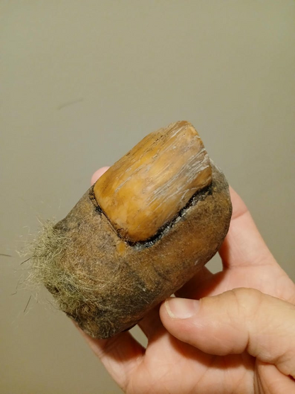 🦶Bigfoot Toe Sasquatch high quality hand sculpted prop